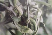 柑橘主要病蟲害用藥技術(shù)_戊唑醇懸浮劑在柑橘上的用量