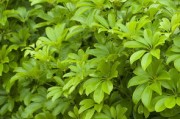 免費(fèi)領(lǐng)取送川津1號柑橘枝條，附專業(yè)種植技巧助豐收