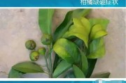 柑橘花前病蟲害圖譜_桔樹白色蟲卵是什么