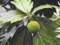 柑橘掉果用什么農(nóng)藥（柑橘果實脫水如何補(bǔ)救）