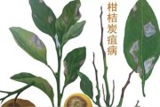 10種嚴(yán)重柑橘病蟲(chóng)害_10月中旬柑桔病蟲(chóng)害打什么藥
