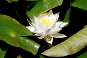 沃柑貢柑哪個(gè)產(chǎn)量高（沃柑 貢柑）