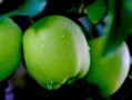 中國十大產(chǎn)區(qū)最好吃早熟柑桔盤點(diǎn)：鮮甜多汁的秋季果王來襲！