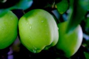 中國十大產(chǎn)區(qū)更好吃早熟柑桔盤點(diǎn)：鮮甜多汁的秋季果王來襲！