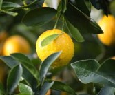 柑橘樹嫩葉發(fā)黃怎么回事（柑橘樹葉子發(fā)黃是怎么回事）