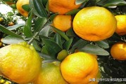 廣西種植柑橘技術(shù)_2021廣西柑橘大會