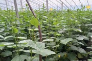 柑橘常見(jiàn)病蟲(chóng)害怎么辦_植物病蟲(chóng)害用什么藥