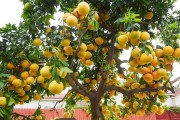 愛(ài)媛38號(hào)跟紅美人哪個(gè)好_今年的愛(ài)媛38號(hào)為什么便宜