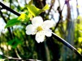 柑樹開花可以打?；ū９巻幔ǜ虡溟_花可以打?；ū９巻釄D片）