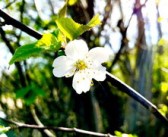 柑樹開花可以打?；ū９巻幔ǜ虡溟_花可以打?；ū９巻釄D片）