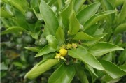 干旱天氣柑橘種植技術(shù)_柑橘樹什么季節(jié)施有機(jī)肥最適合