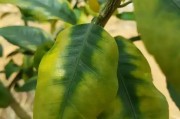 種植柑橘拍攝技術(shù)要求有哪些_分享一下田園美景好嗎