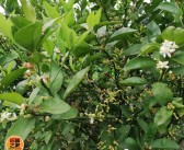 沃柑和橙子有啥區(qū)別（沃柑和橙子哪個(gè)營養(yǎng)價(jià)值更好）