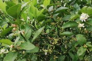 沃柑和橙子有啥區(qū)別（沃柑和橙子哪個營養(yǎng)價值更好）