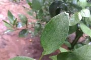 柑橘全年病蟲(chóng)害和用藥_柑橘碎葉病如何防治 柑橘全年病蟲(chóng)害和用藥_柑橘碎葉病如何防治