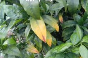 柑橘病蟲害缺素自動識別器_柑橘新梢葉片黃色不轉(zhuǎn)綠是什么原因
