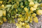 柑橘種植技術培訓班通知_川津五號柑橘樹苗哪里有賣