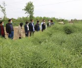湖北柑橘三月病蟲(chóng)害防治_柑橘幾月開(kāi)花