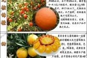 華美1號(hào)柑橘的缺點(diǎn)_華美7號(hào)柑橘糖度有多少度 華美1號(hào)柑橘的缺點(diǎn)_華美7號(hào)柑橘糖度有多少度