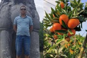 東方紅柑橘種植技術(shù)網(wǎng)_東方紅橘是個什么品種