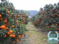 柑橘樹種植標題怎么寫（柑橘樹種植標題怎么寫吸引人）