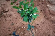 柑橘種植冬季管理技術(shù)_柑橘耐多少度低溫 柑橘種植冬季管理技術(shù)_柑橘耐多少度低溫