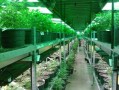 沃柑栽培技術(shù)修剪要點全解析：科學剪枝方法與豐產(chǎn)管理指南