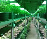 沃柑栽培技術(shù)修剪要點全解析：科學剪枝方法與豐產(chǎn)管理指南