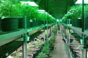 沃柑栽培技術修剪要點全解析：科學剪枝方法與豐產(chǎn)管理指南