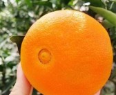 新會(huì)柑每個(gè)月打什么農(nóng)藥（新會(huì)柑最好比什么肥料）
