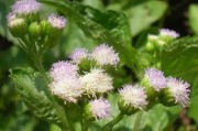 高山種植柑橘機(jī)械除草技術(shù)_甲嘧磺隆為啥禁止房前屋后使用 高山種植柑橘機(jī)械除草技術(shù)_甲嘧磺隆為啥禁止房前屋后使用
