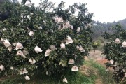 柑橘種植技術和經(jīng)驗分析_柑橘栽種步驟