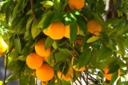 柑橘的種植和培養(yǎng)技術(shù)_龍之道柑桔種植方法 柑橘的種植和培養(yǎng)技術(shù)_龍之道柑桔種植方法