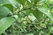 柑橘春梢有哪些病蟲(chóng)害_柑橘春肥什么時(shí)候施