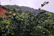 柑橘秋季病蟲害防治技術_桂花的蟲病害及防治技巧有哪些