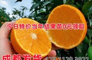 包含愛媛153號(hào)柑橘品種介紹的詞條