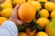 種植技術(shù)簡(jiǎn)單的柑橘品種_柑橘哪個(gè)品種比較早熟