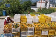 忠縣地區(qū)柑橘種植技術推廣_周末想去重慶忠縣玩玩