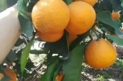 日本柑橘種植新技術(shù)_愛媛柑橘最高端的早熟柑橘品種