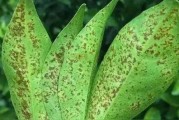 多一菌靈能噴柑橘病蟲害嗎_柑桔果怎么預(yù)防灰霉病