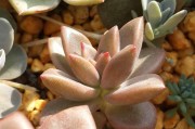 紅美人柑橘病蟲害管理技術(shù)_紅美人種植技術(shù)與管理