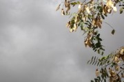 四川眉山正宗耙耙柑苗：高產(chǎn)優(yōu)質(zhì)品種推薦與種植技術解析