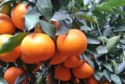 柑橘樹(shù)的管理技術(shù)與病蟲(chóng)害_柑橘修剪16口訣