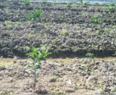 2千畝小柑橘種植技術(shù)_柑橘幼苗如何快速壯桿