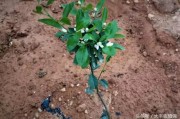 柑橘一年幼樹(shù)種植管理技術(shù)_沙糖桔新種幼樹(shù)要施底肥嗎 柑橘一年幼樹(shù)種植管理技術(shù)_沙糖桔新種幼樹(shù)要施底肥嗎