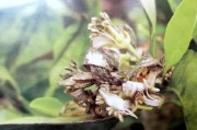 柑橘灰霉病的種植技術和管理_柑橘花蕾期能打春雷王銅嗎