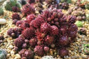橘子能不能扦插_無(wú)花果冬天放室內(nèi)會(huì)生長(zhǎng)嗎