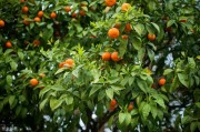 柑橘4月份病蟲害管理要點(diǎn)_柑橘潰瘍病防治最新方法