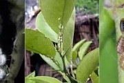 柑橘6月份病蟲害圖片_柑橘裂皮病是怎么發(fā)生的