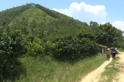 柑橘種植新技術(shù)1畝100棵_柑橘種植4米X2米一畝地多少株 柑橘種植新技術(shù)1畝100棵_柑橘種植4米X2米一畝地多少株